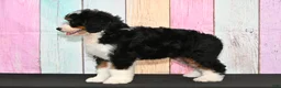 Bernedoodle dogs for sale: Bernedoodle 2 - Ad 3