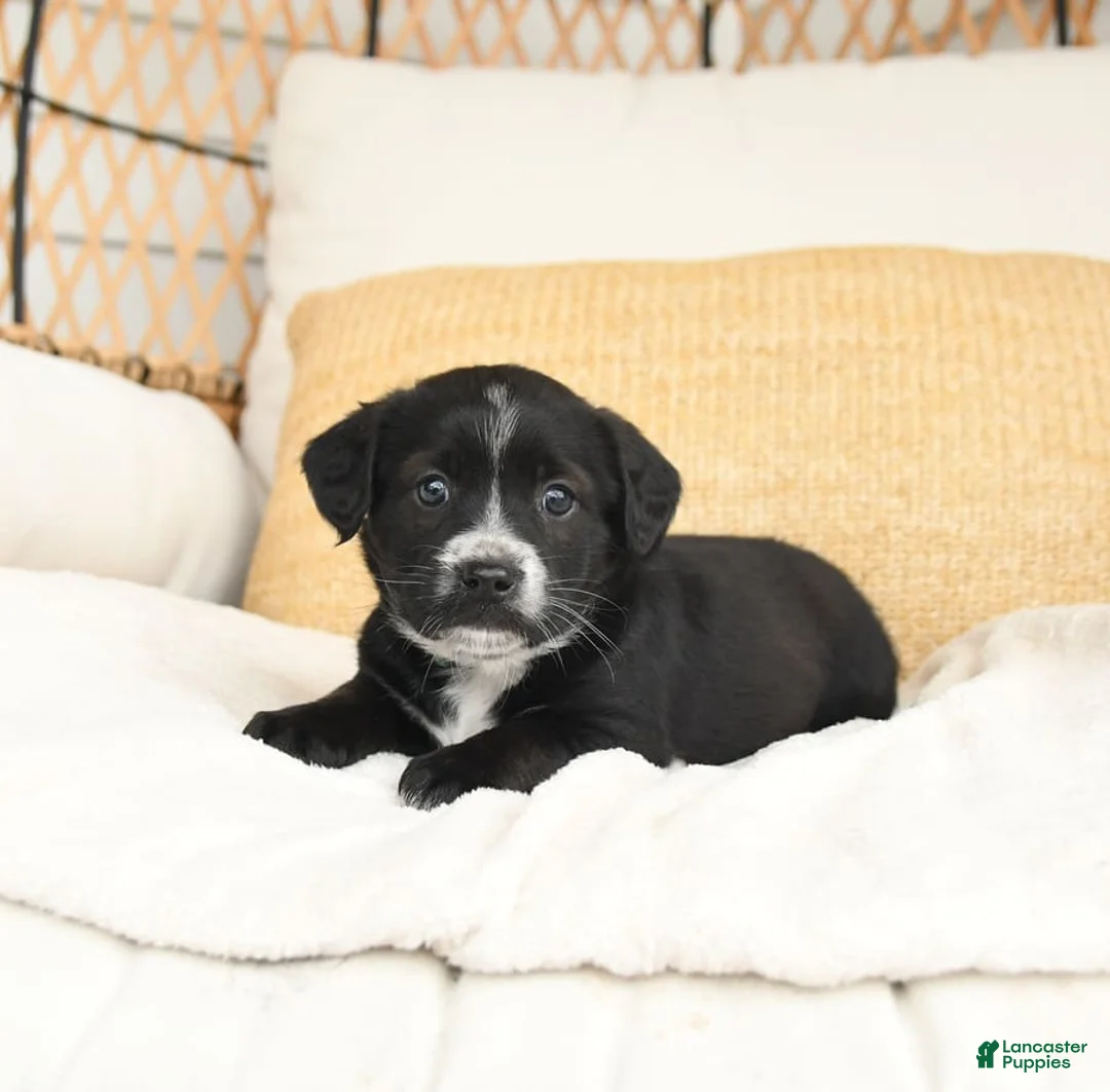 Gallery Image {{count}}