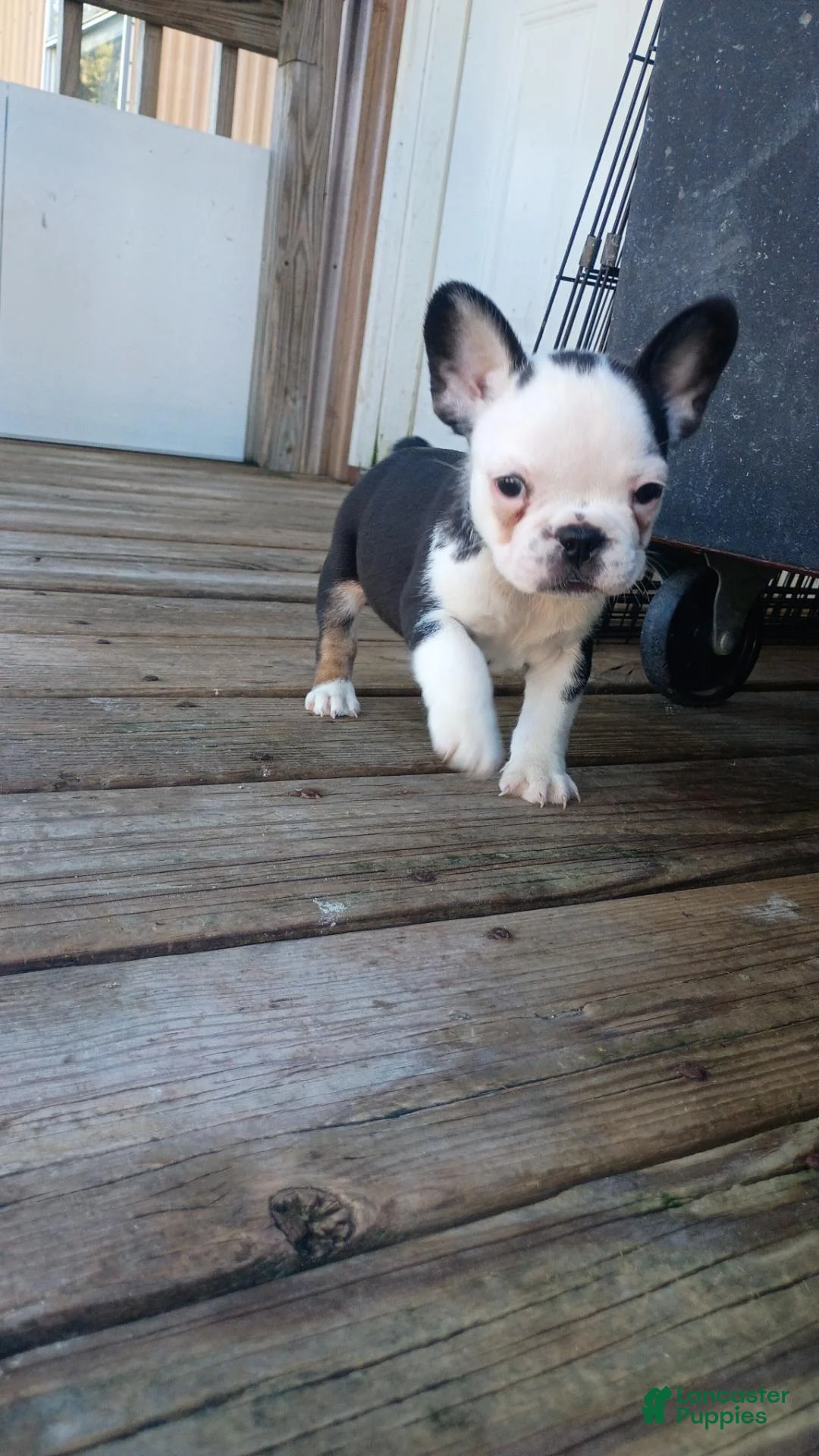 French Bulldog dogs for sale: French Bulldog 1 - Ad 4