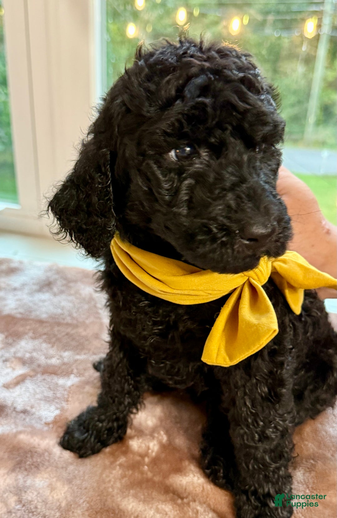 Standard Poodle dogs for sale: Standard Poodle Puppy 8 - Ad 1