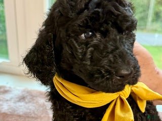 Standard Poodle dogs Standard Poodle Puppy 8 - Ad 37