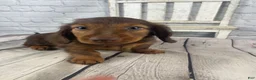 Miniature Dachshund dogs for sale: Emma - Ad 11