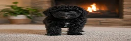 Miniature Poodle dogs for sale: Dexter - Ad 1