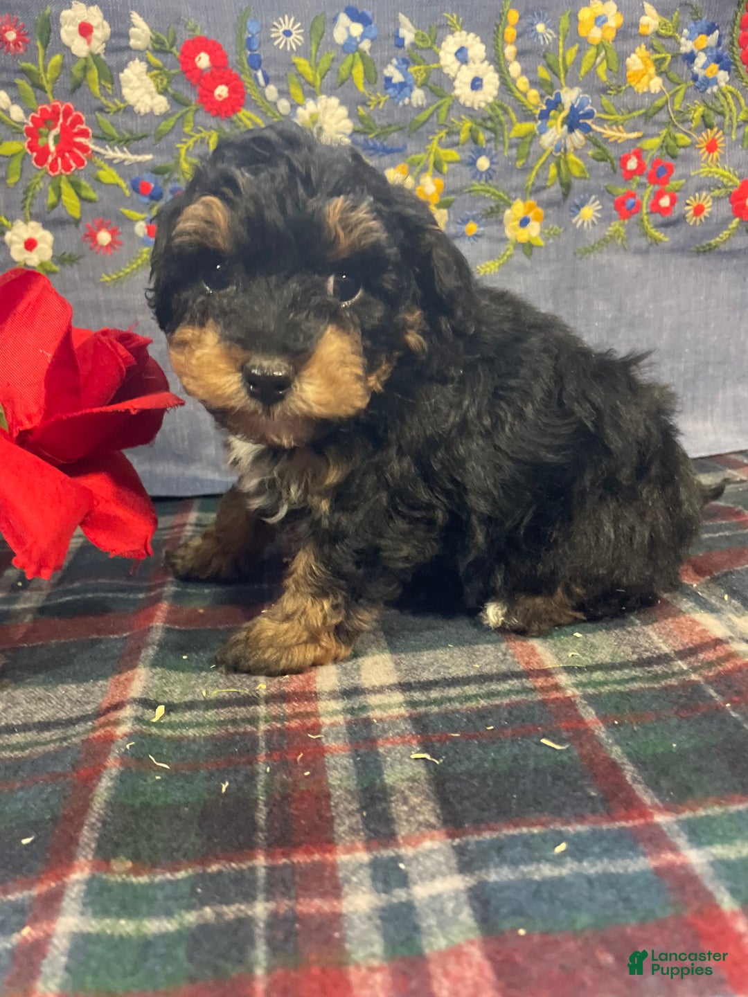 Toy Poodle dogs for sale: Teddy - Ad 3