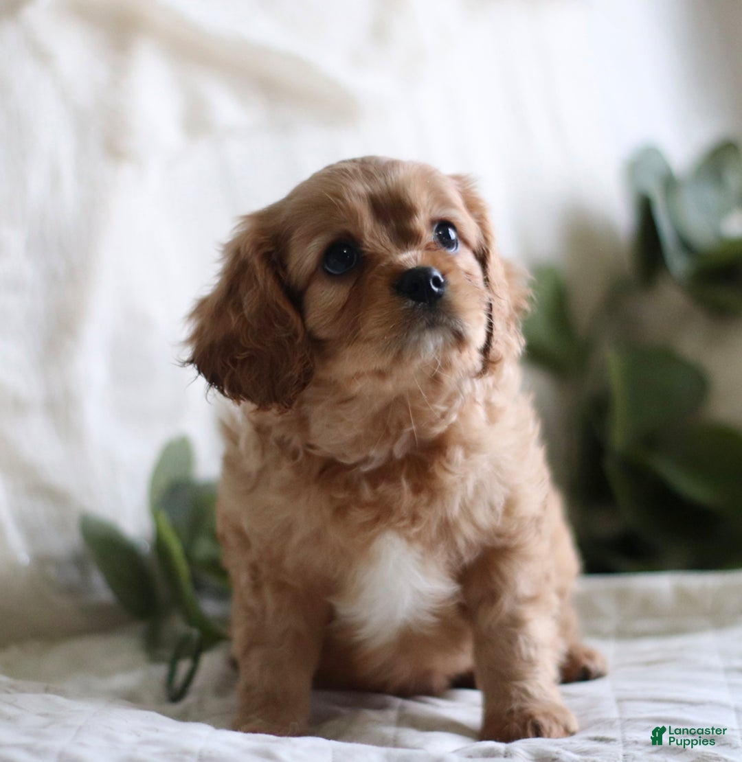 Cavalier King Charles Spaniel dogs for sale: Shawn - Ad 3