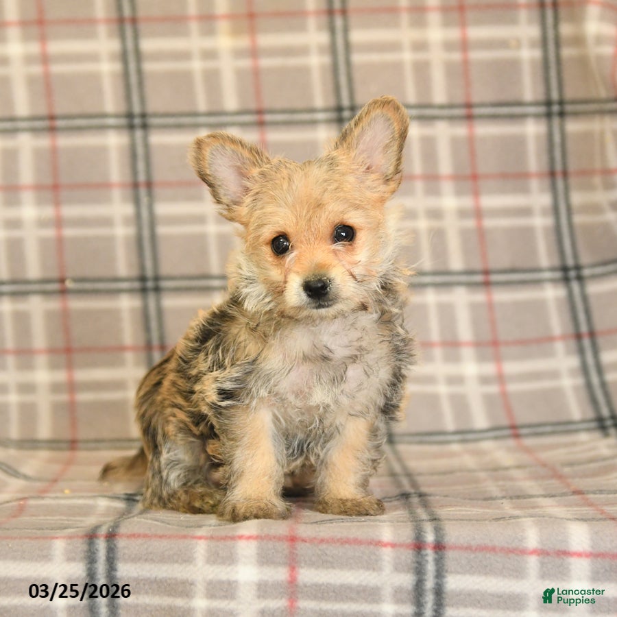 Morkie dogs Beauty - Ad 1