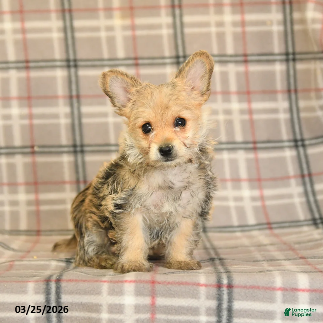 Morkie dogs for sale: Beauty - Ad 1