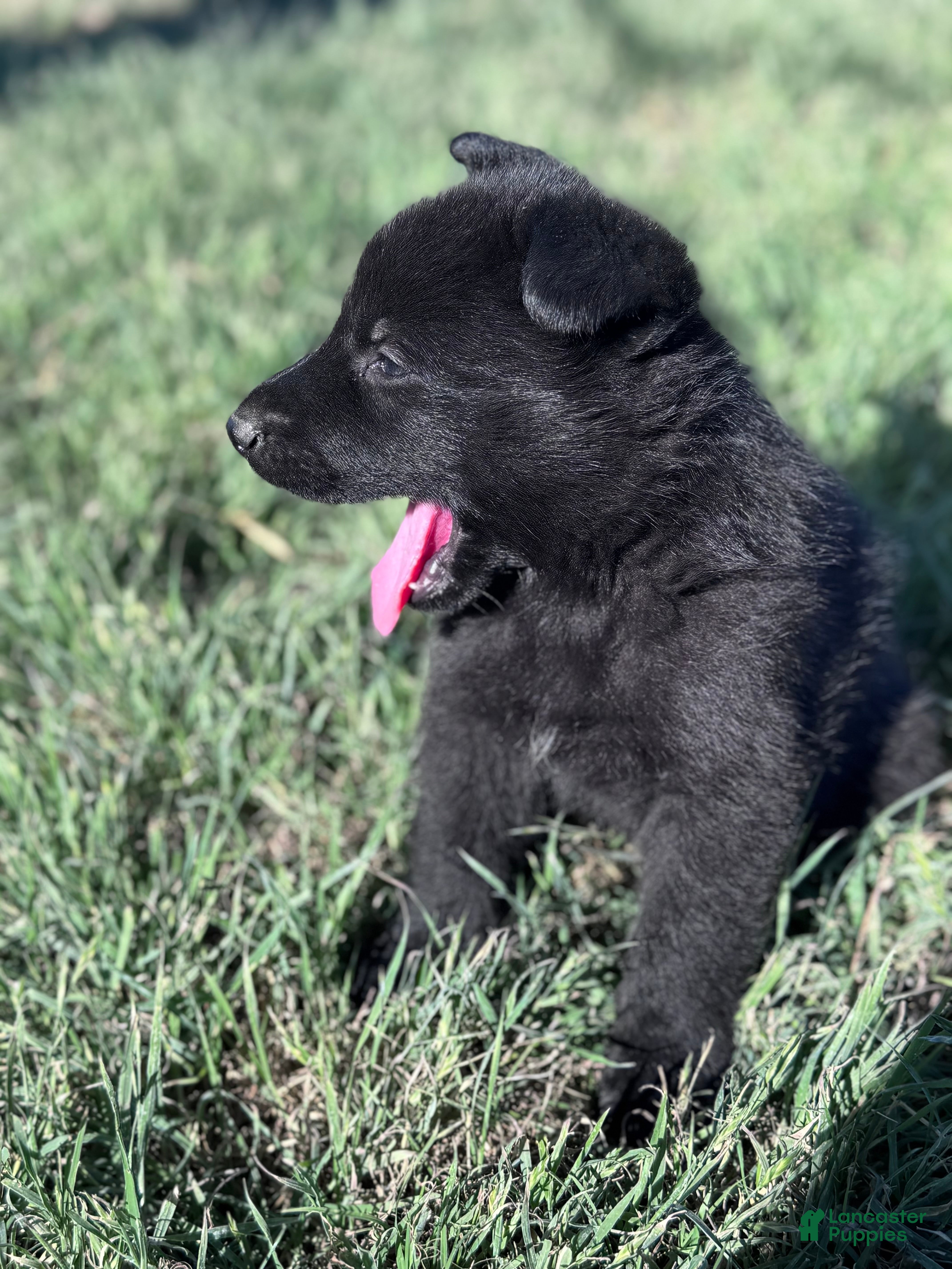 German Shepherd dogs  Puppy 1 - Ad 2
