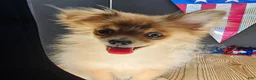 Pomeranian dogs for sale: Pepper's Long Shot - "Archer" - Ad 20
