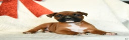 Boxer dogs for sale: Frosty - Ad 4