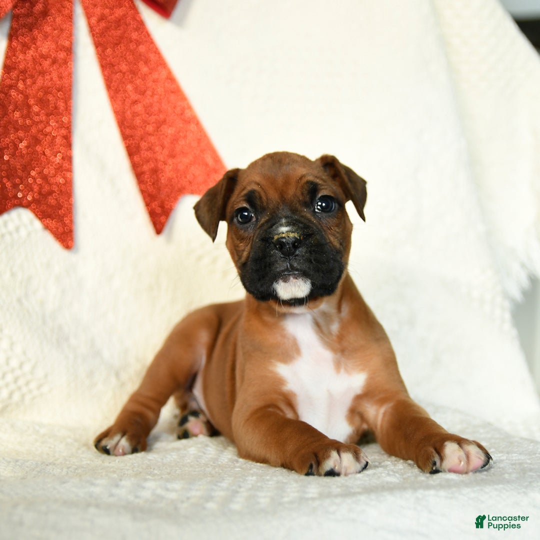 Boxer dogs for sale: Frosty - Ad 4