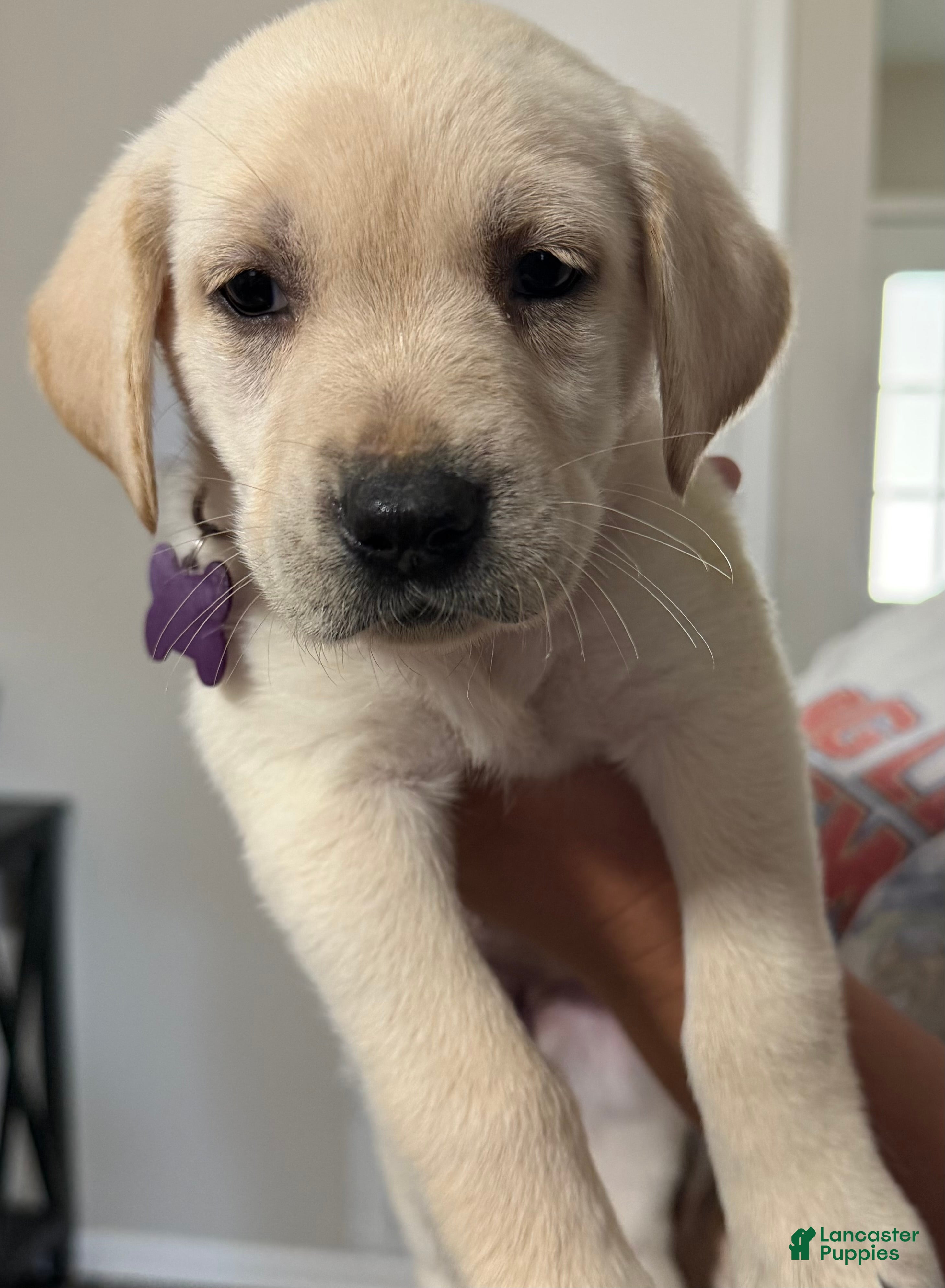 Labrador Retriever dogs Lab Puppy 6 - Purple Collar - Ad 4