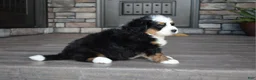 Mini Bernedoodle dogs for sale: Jax - Ad 4