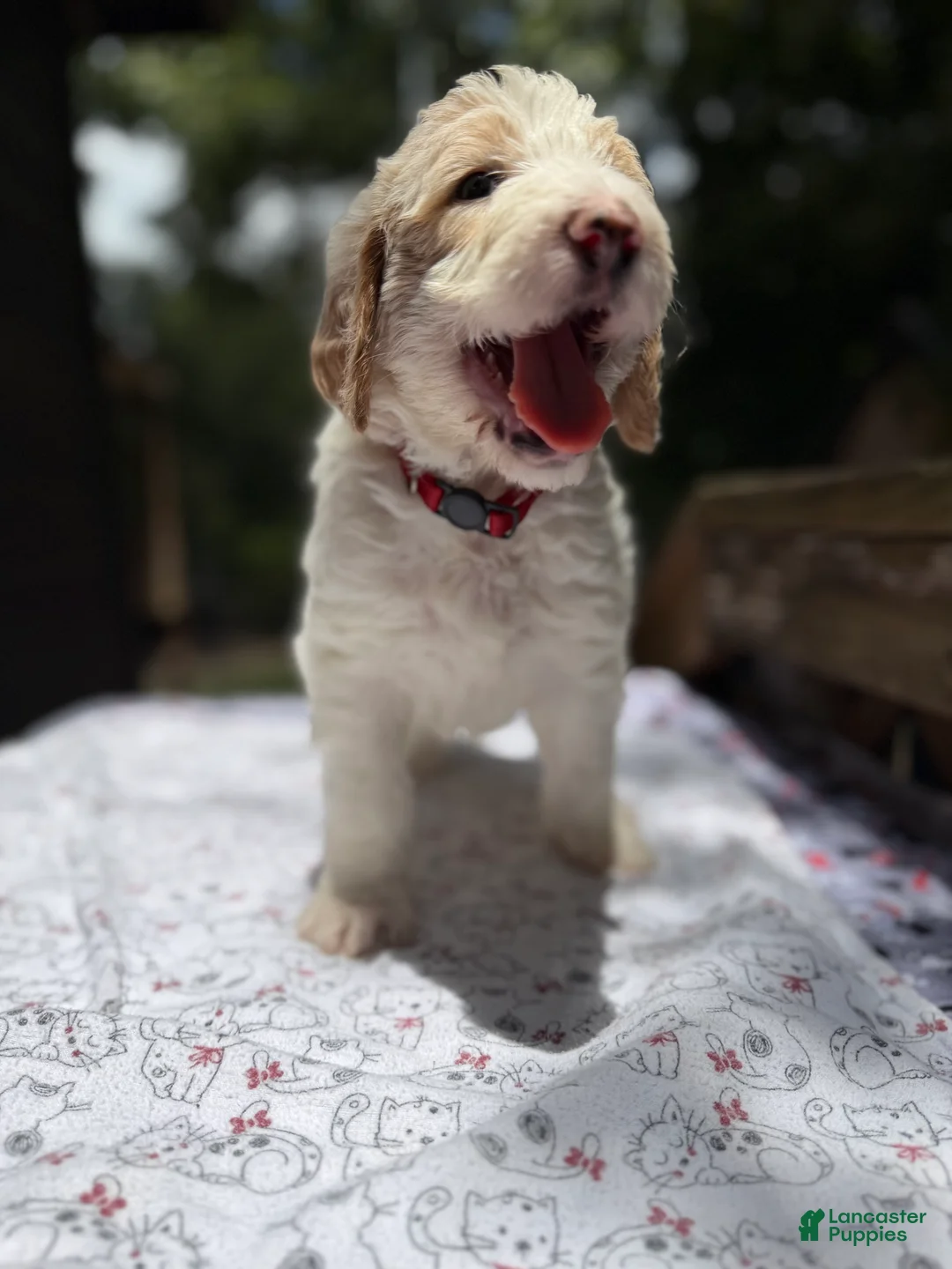 Mixed Breed dogs for sale: Trinity Golden Italiano Spinoni Doodle-Double doodle - Ad 1