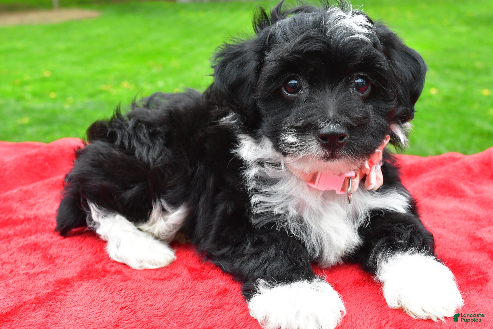 Mini Aussiedoodle dogs Maple - Ad 2
