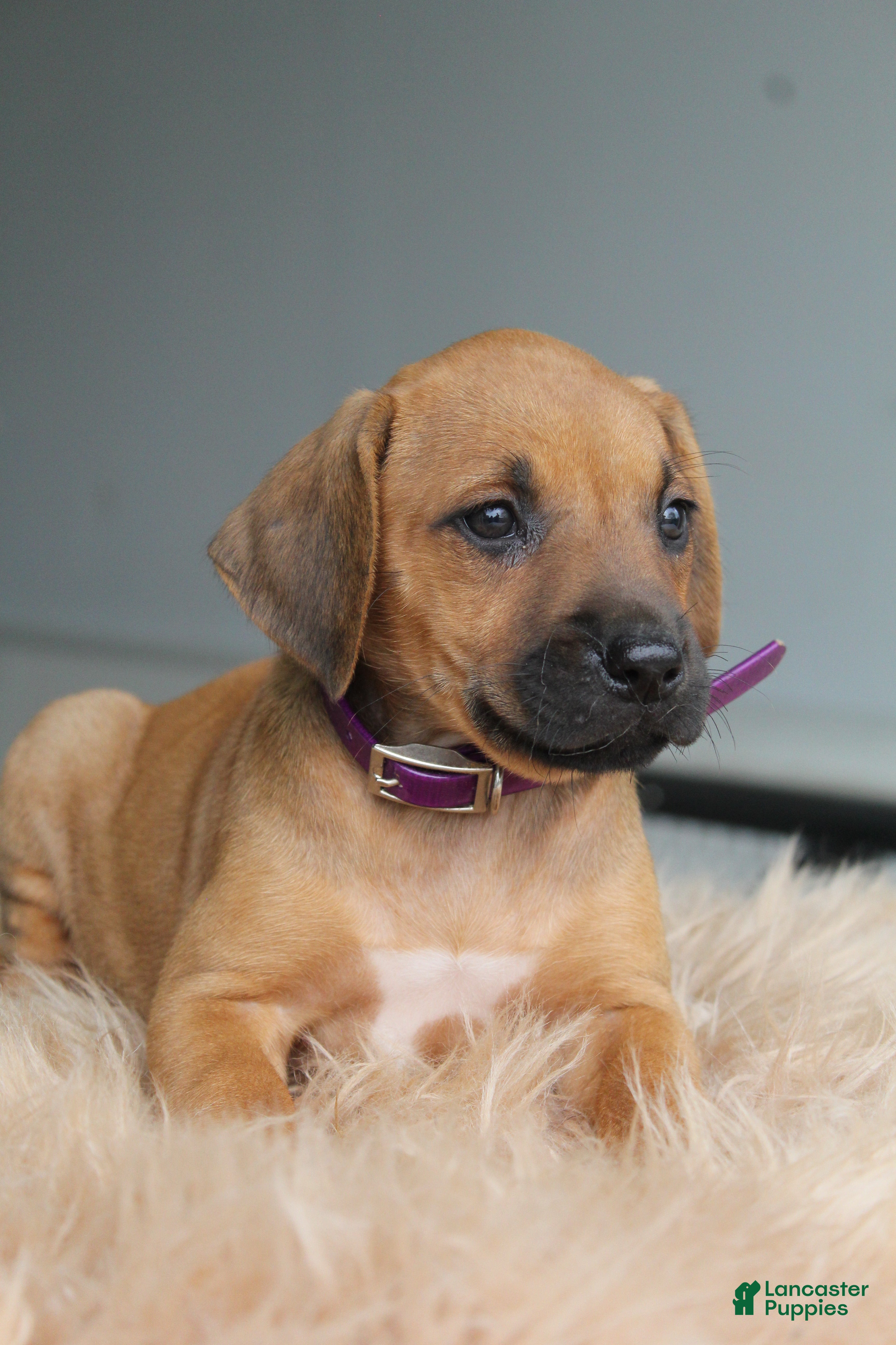 Rhodesian Ridgeback dogs Ellie - Ad 1