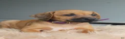 Rhodesian Ridgeback dogs for sale: Ellie - Ad 4