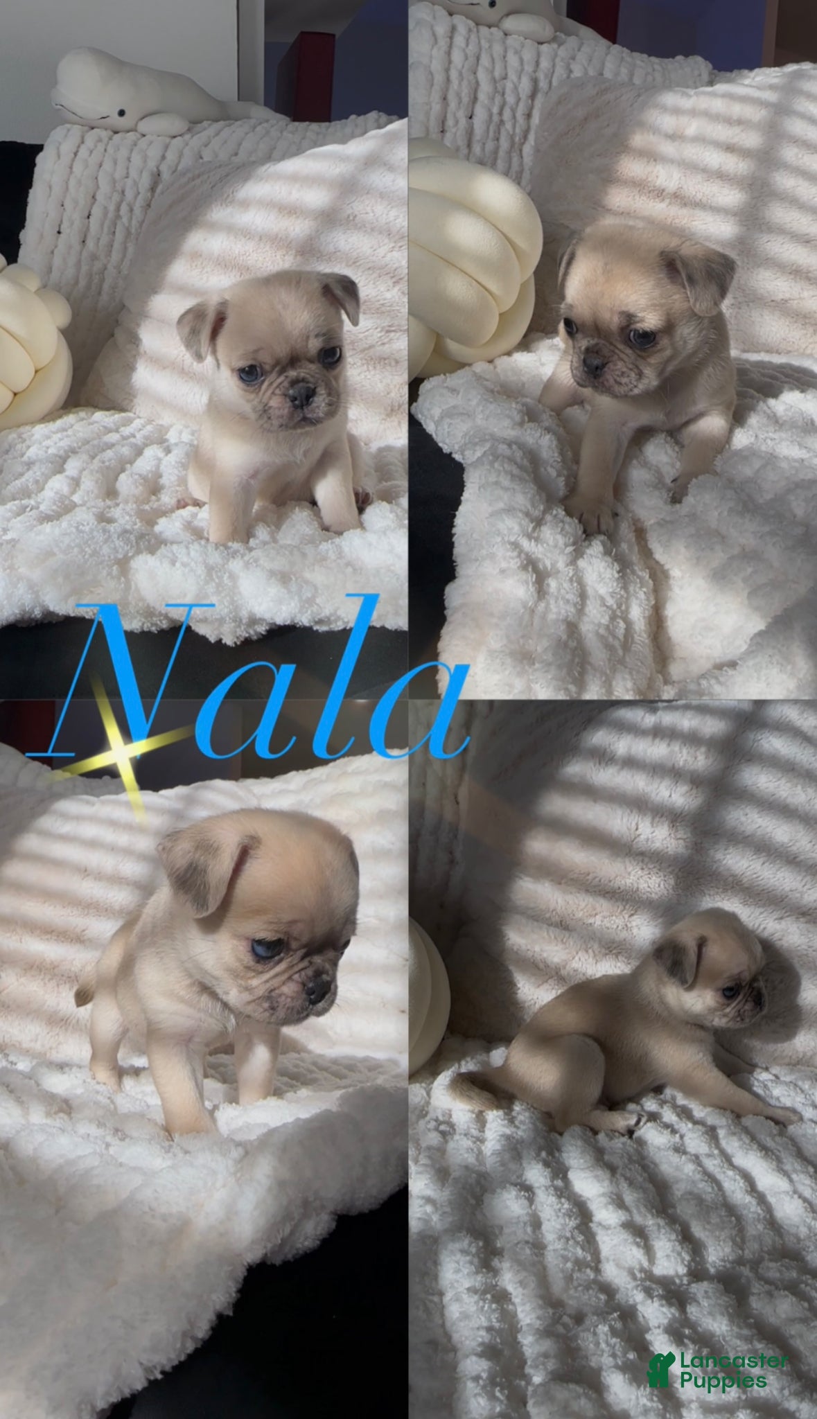 Pug dogs Nala  - Ad 3