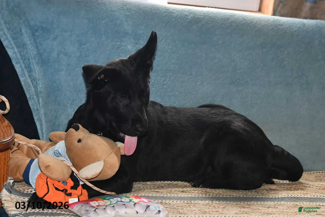Belgian Malinois dogs for sale: Chase - Ad 2