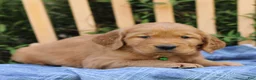 Mixed Breed dogs for sale: Samson  - Ad 4