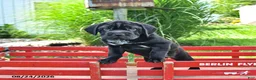 Mini Hippo dogs for sale: Libby - Ad 10
