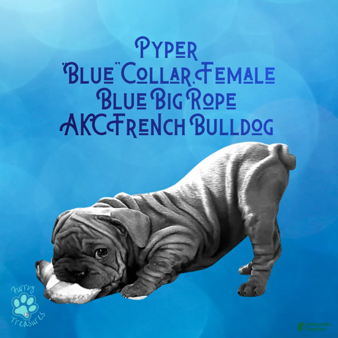 French Bulldog dogs for sale: Pyper “Blue Collar”, Female  - Ad 2