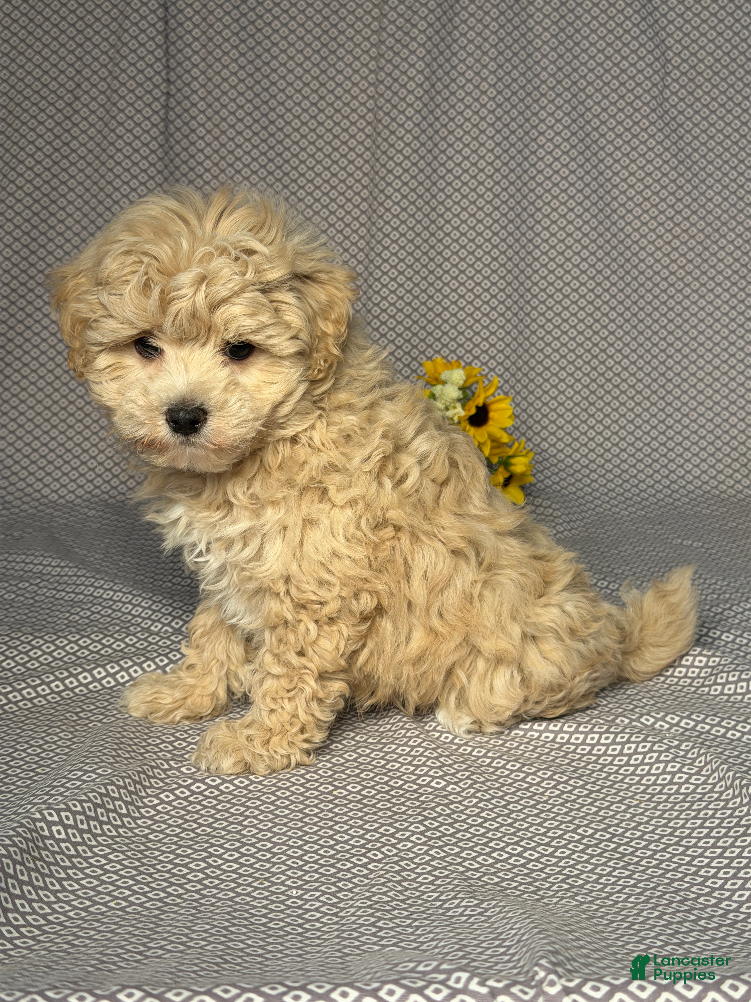 Maltipoo dogs Dylan - Ad 2