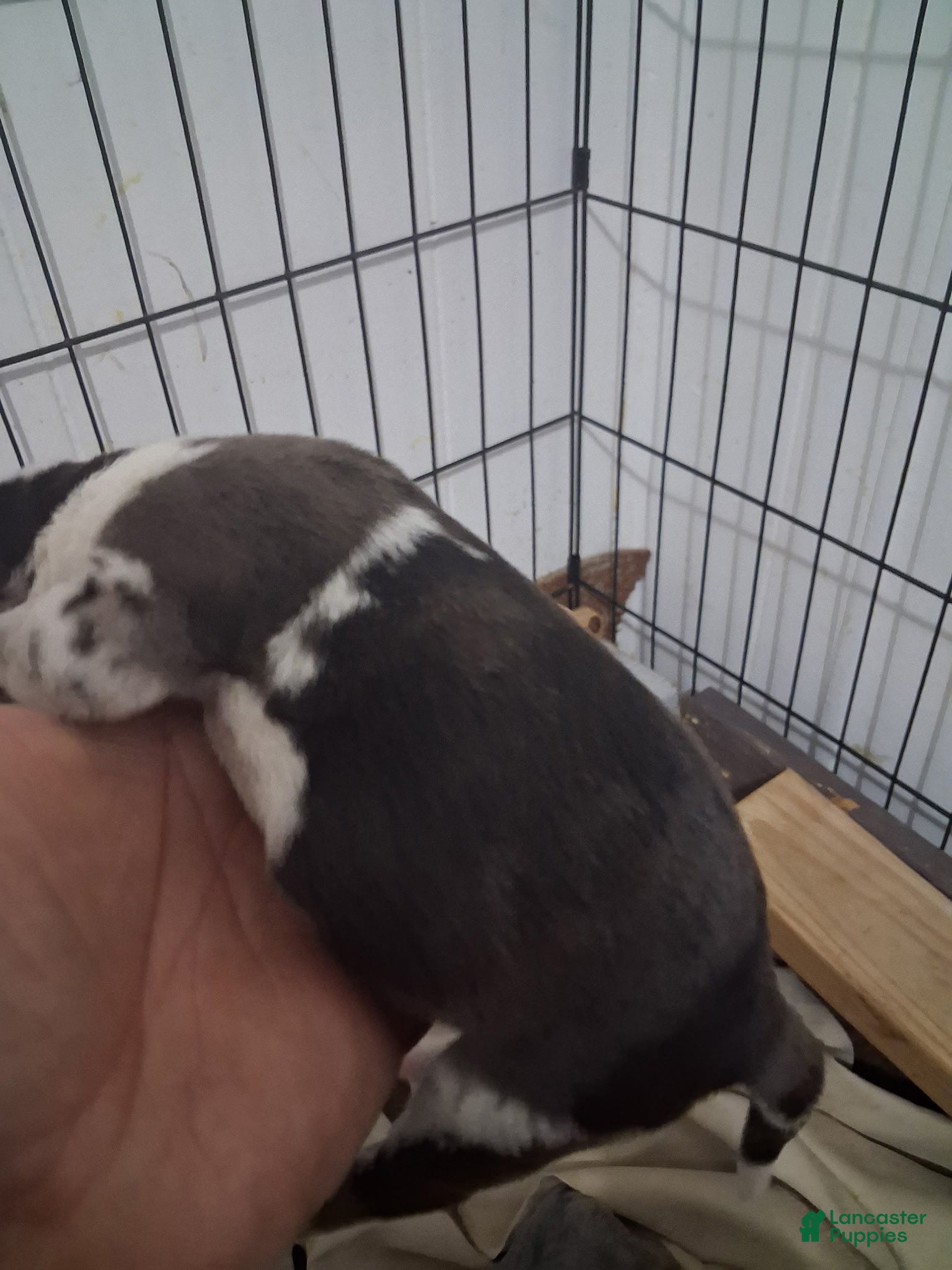 Cane Corso dogs for sale: Blizzard  - Ad 2