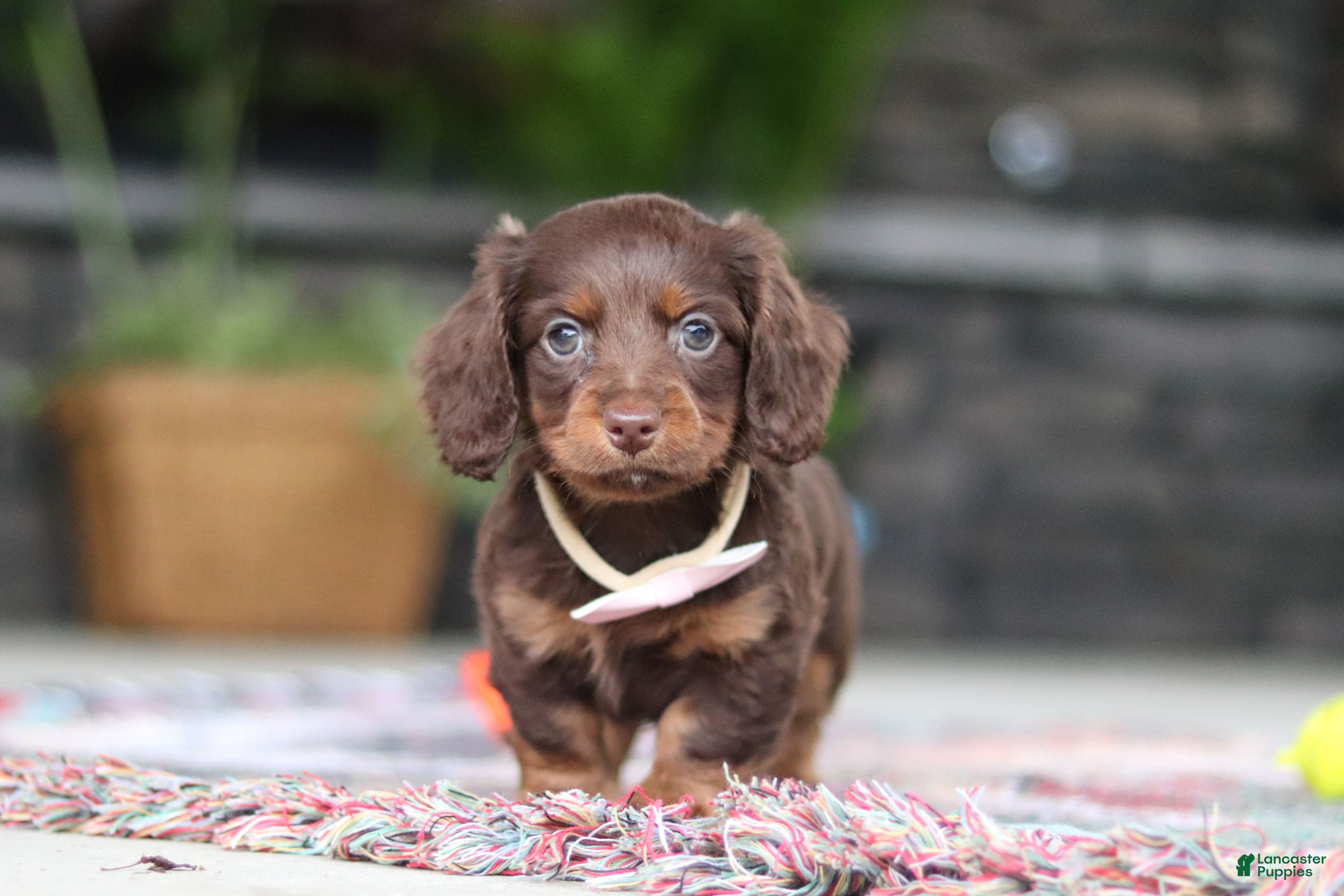 Miniature Dachshund dogs Rylie - Ad 2