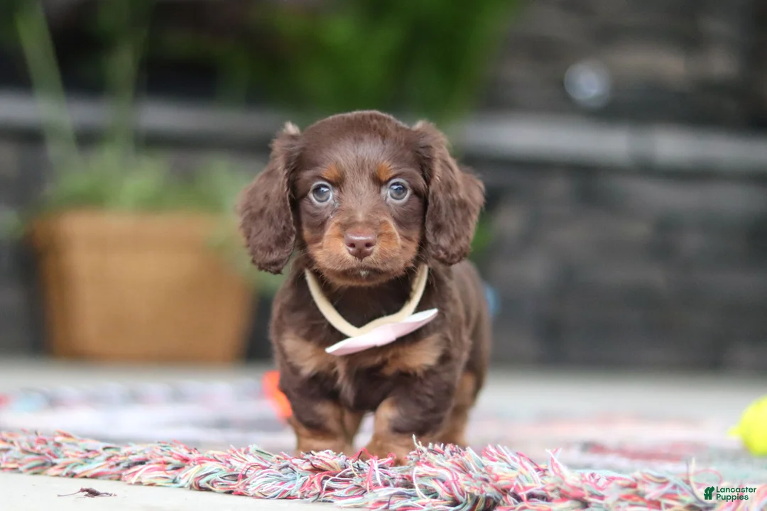 Miniature Dachshund dogs for sale: Rylie - Ad 2