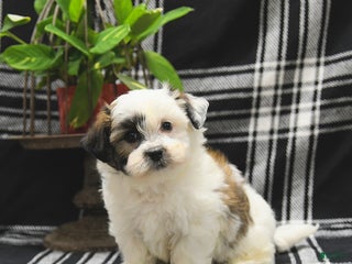 Teddy Bear dogs - Ad 6