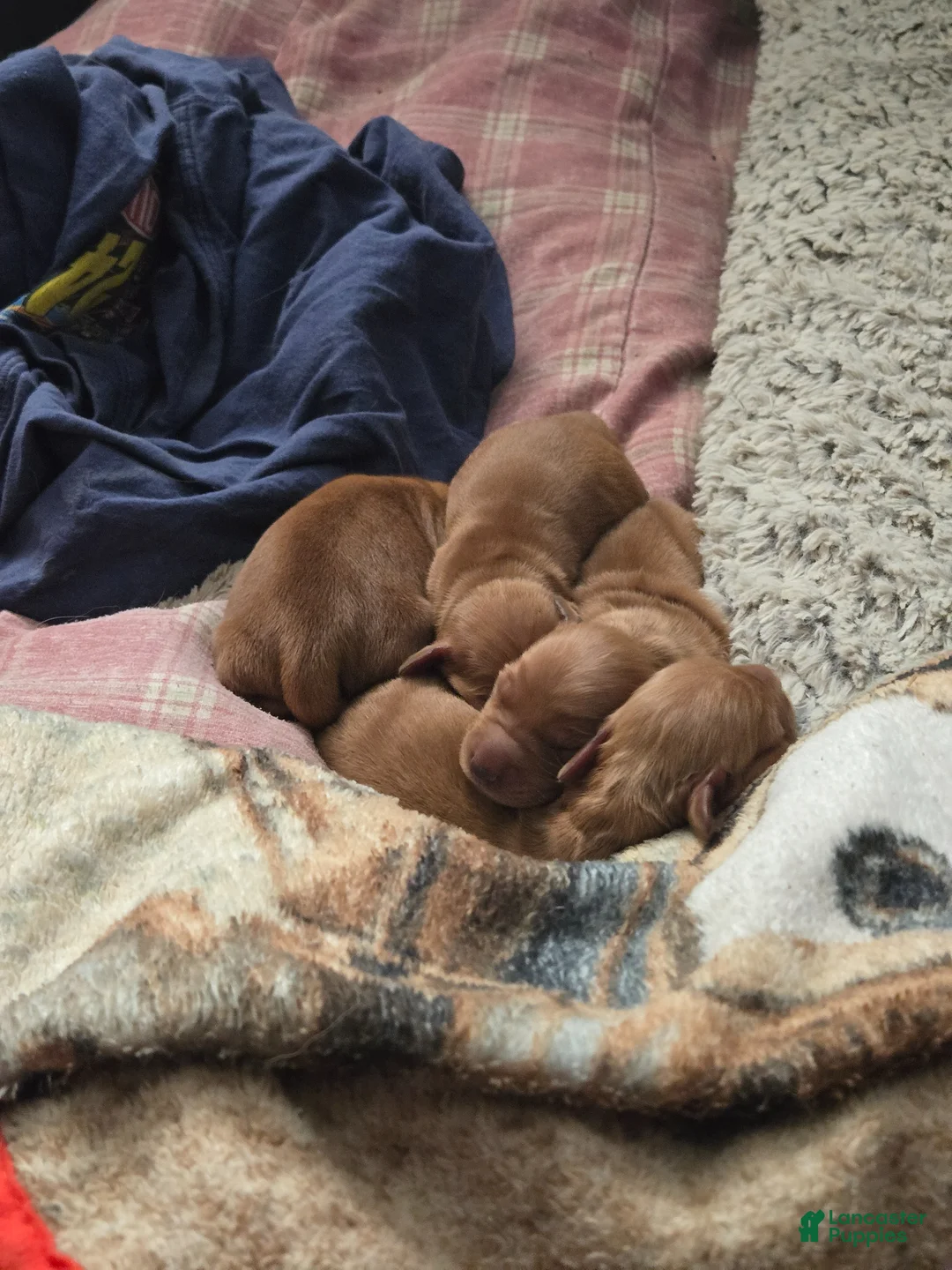 Golden Retriever dogs for sale: Clyde - Ad 10
