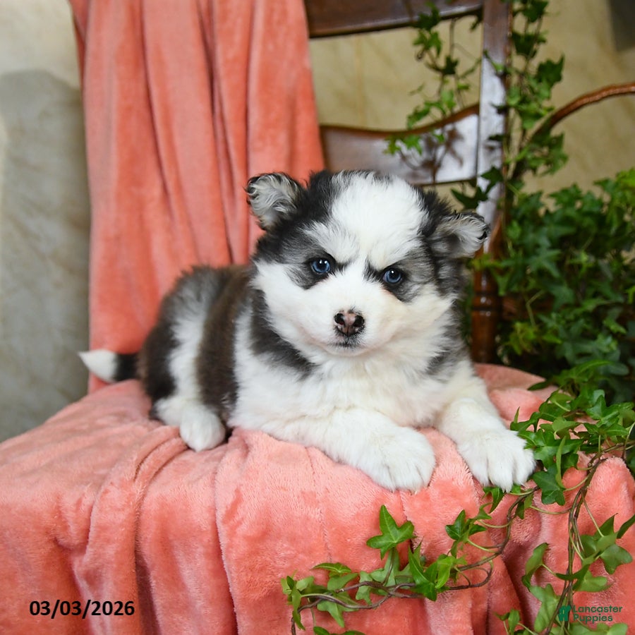 Pomsky dogs Stella - Ad 2