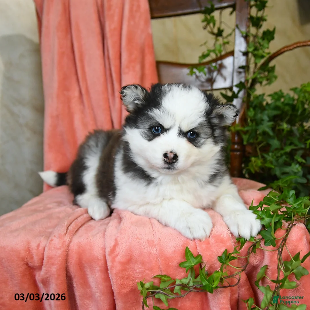 Pomsky dogs for sale: Stella - Ad 2