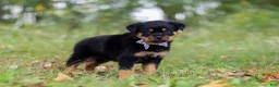 Rottweiler dogs for sale: Kobe - Ad 6