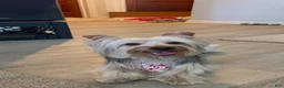 Yorkshire Terrier dogs for stud: Stud dog  - Ad 4