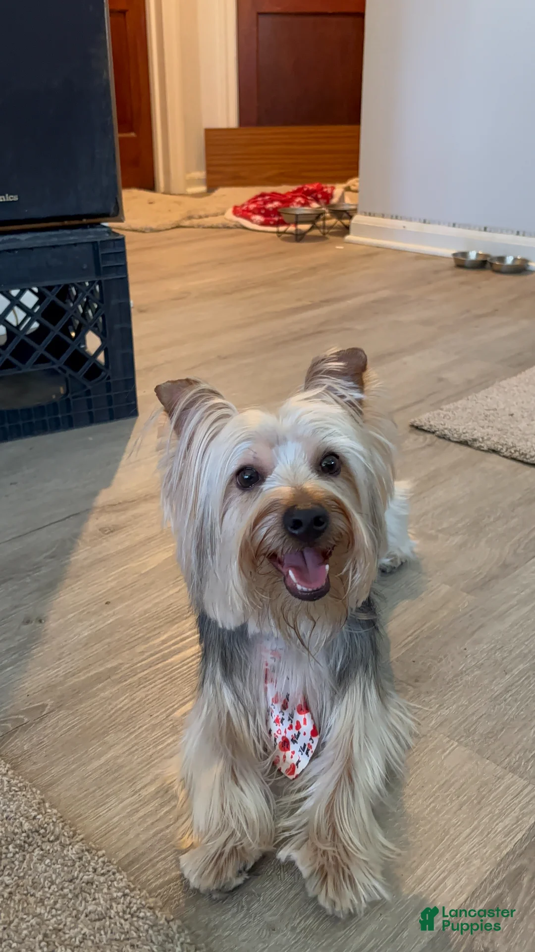 Yorkshire Terrier dogs for stud: Stud dog  - Ad 4