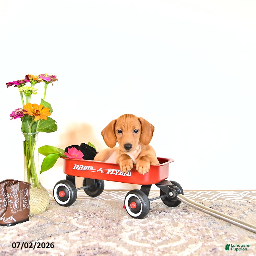 Miniature Dachshund dogs Silas - Ad 1