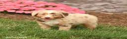 Miniature Australian Shepherd dogs for sale: Vanessa - Ad 3