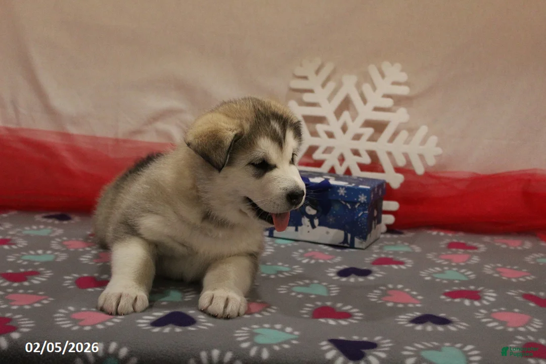 Alaskan Malamute dogs for sale: Kodiak - Ad 2