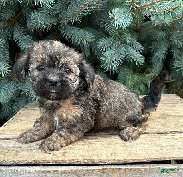 Shorkie dogs Lacey - Ad 2