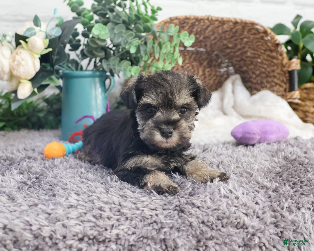 Miniature Schnauzer dogs for sale: Doris - Ad 4