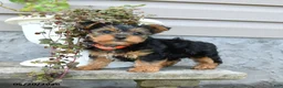 Yorkshire Terrier dogs for sale: Lily - Ad 3