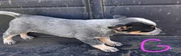 Australian Cattle Dog dogs for sale: Australian Cattle Dog 1 - Ad 9
