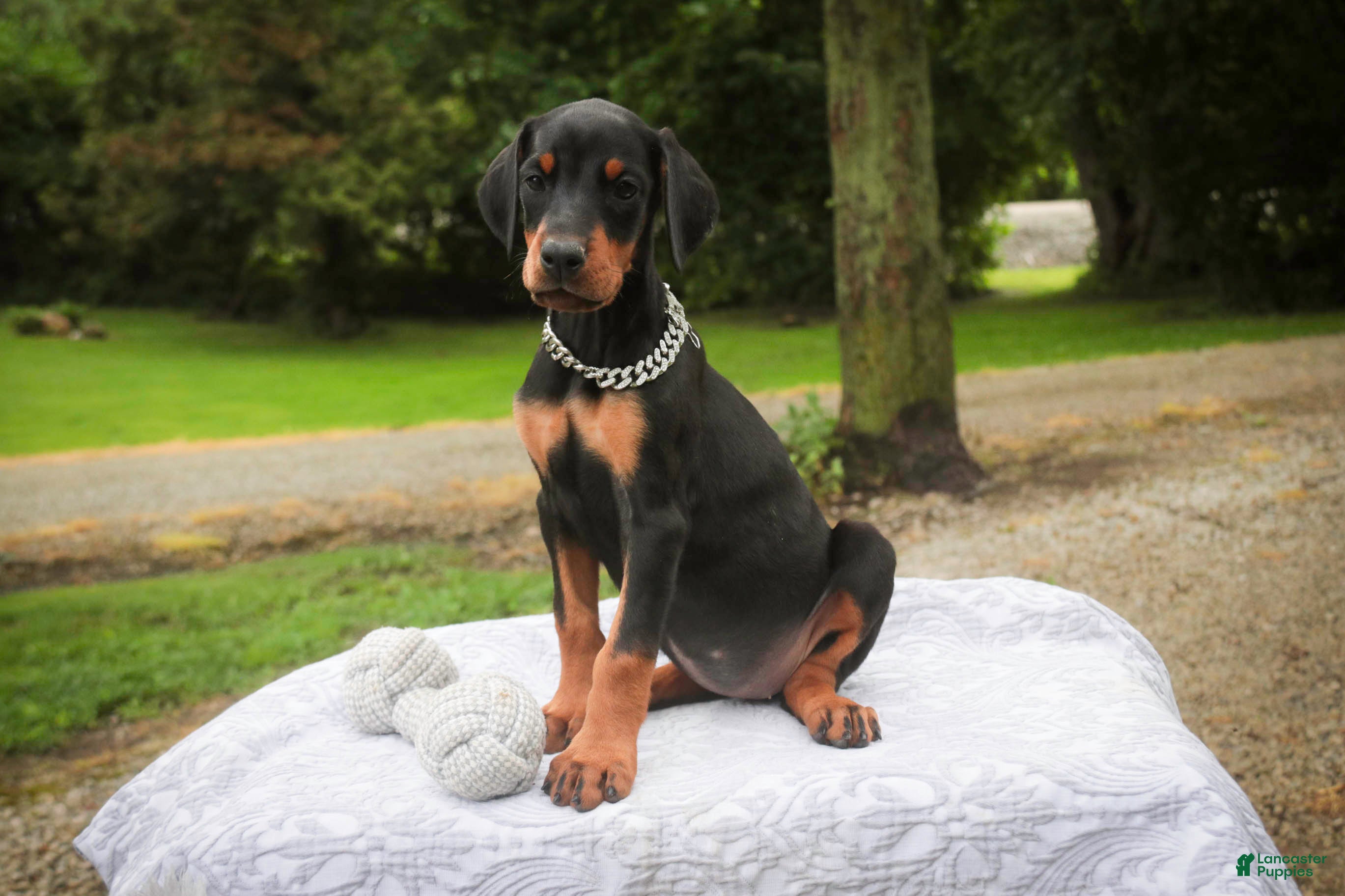 Doberman Pinscher dogs Isadora - Ad 2