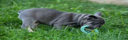 French Bulldog dogs for sale: 🐾 Mickey - Ad 15