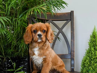 Cavalier King Charles Spaniel dogs Thomas - Ad 4