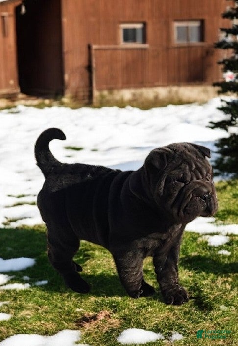 Shar Pei dogs Smurfette blue mini - Ad 1