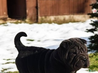 Shar Pei dogs Smurfette blue mini - Ad 1