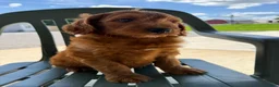 Goldendoodle dogs for sale: Goldie - Ad 15